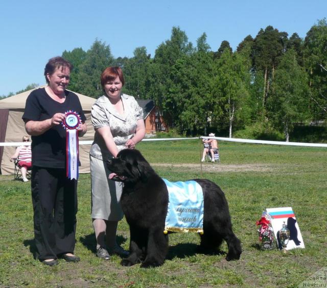 Фото: ньюфаундленд Aquatoriya Kelvin Zvezdnaya Koroleva (Акватория Келвин Звездная Королева), Tat'yana Abutova (Татьяна Абутова), и судья Judge Irene Donne.
