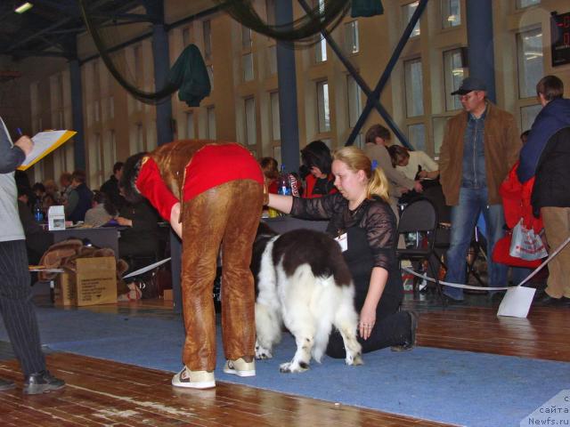 Фото: ньюфаундленд Vesnushka na Shastie (Веснушка на Счастье), Elena Zaborova (Brehina) (Елена Заборова (Брехина))
