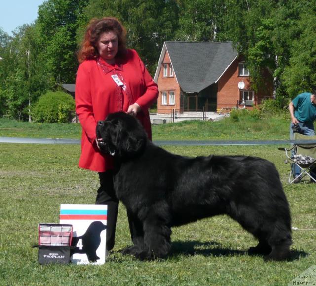 Фото: ньюфаундленд King of Helluland Valmont