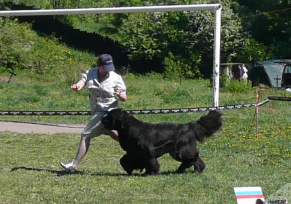 Фото: ньюфаундленд Akvatoriya Kelvin Zaskiya (Акватория Келвин Заския), Tat'yana Abutova (Татьяна Абутова)