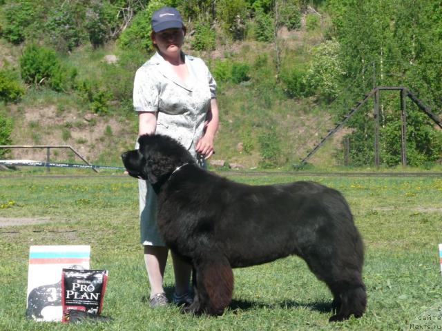 Фото: ньюфаундленд Akvatoriya Kelvin Zaskiya (Акватория Келвин Заския)