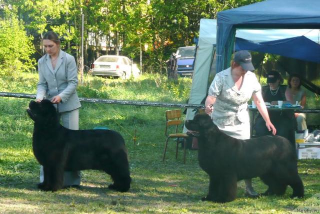 Фото: ньюфаундленд Nenaglyadnaya Moya ot Sibirskogo Medvedya (Ненаглядная Моя от Сибирского Медведя), и, ньюфаундленд Vell Spirit Lillit (Велл Спирит Лилит)