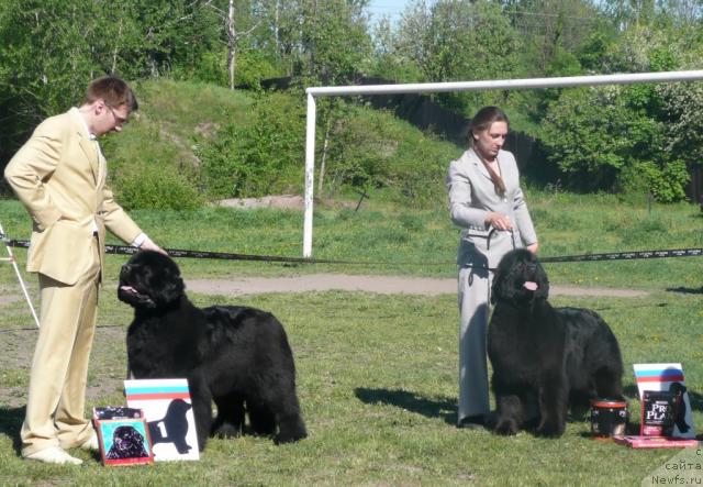 Фото: ньюфаундленд Skippers Open Arms, ньюфаундленд Nenaglyadnaya Moya ot Sibirskogo Medvedya (Ненаглядная Моя от Сибирского Медведя)