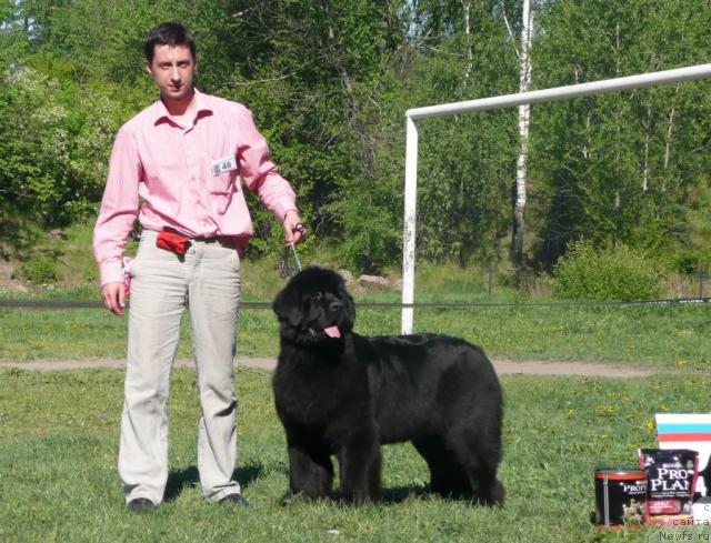 Фото: ньюфаундленд Skippers Only You for Smigar