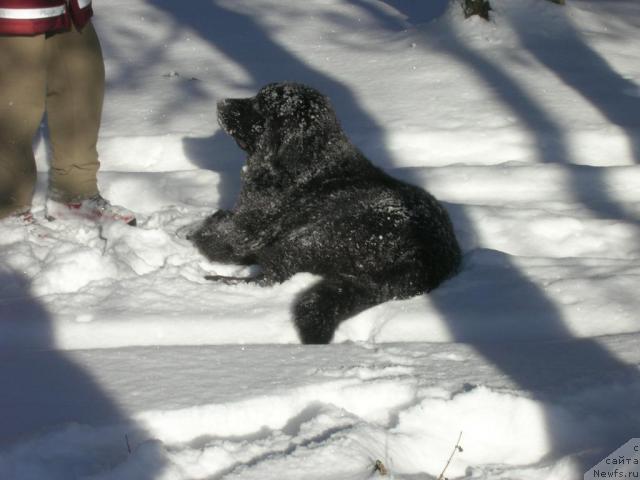 Фото: ньюфаундленд Atlant Byest (Атлант Бэст)