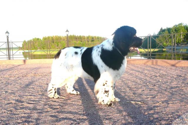 Фото: ньюфаундленд Plyushevaya Panda La Bella (Плюшевая Панда Ла Белла)
