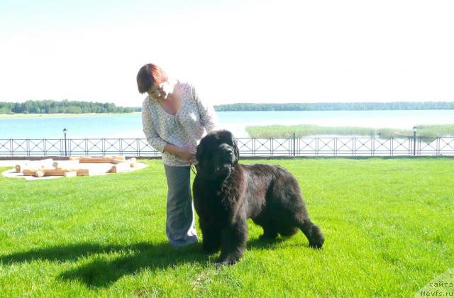 Фото: ньюфаундленд Aquatoriya Kelvin Zvezdnaya Koroleva (Акватория Келвин Звездная Королева)