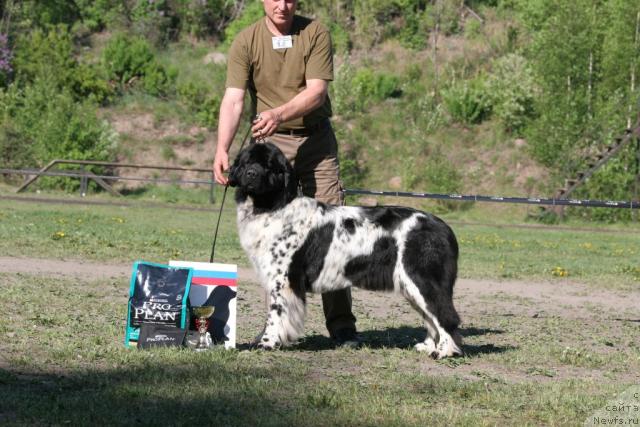 Фото: ньюфаундленд Plushevaya Panda Debra (Плюшевая Панда Дэбра)