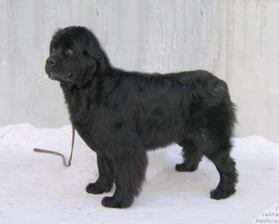 Фото: ньюфаундленд Zimnyaya Vishnya iz Tihogo Omuta (Зимняя Вишня из Тихого Омута)