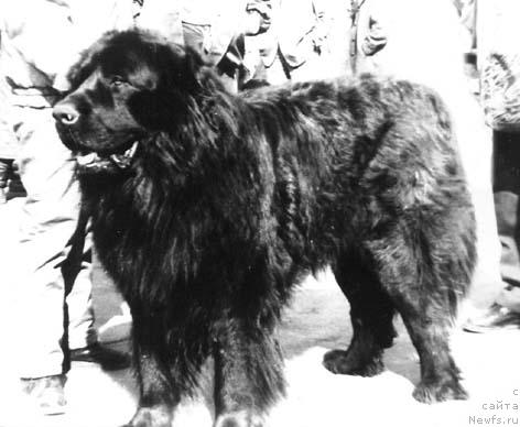 Фото: ньюфаундленд YUstas Nik Vi (Юстас Ник Ви)