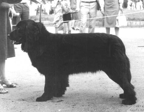 Фото: ньюфаундленд Orsana SHeykar (Орсана Шейкар)