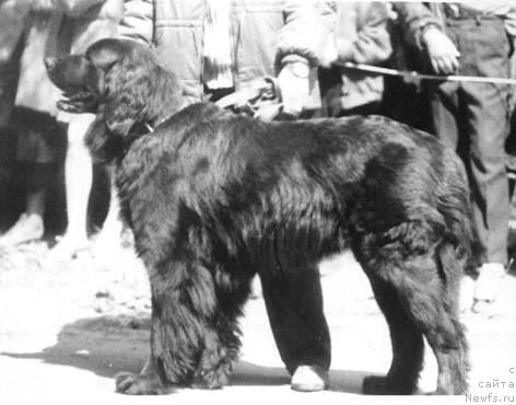 Фото: ньюфаундленд Gryessi Franklin (Грэсси Франклин)