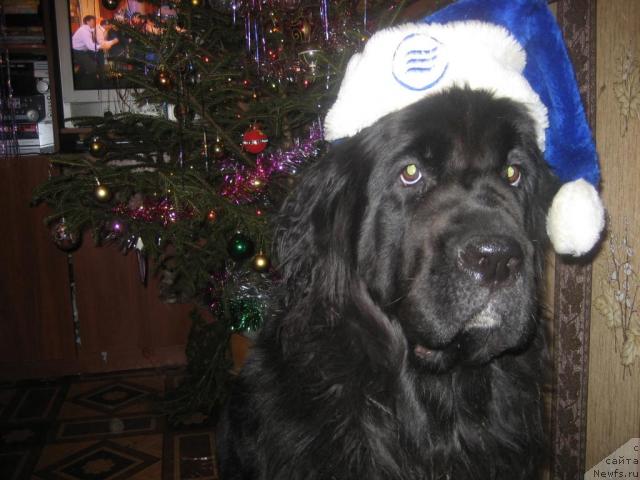 Фото: ньюфаундленд Bretani Severnoe Siyanie (Бретани Северное Сияние)