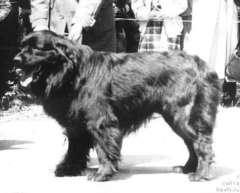 Фото: ньюфаундленд Ikar Mil Led (Икар Мил Лед)