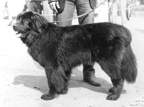 Фото: ньюфаундленд Rutta Jul' (Рутта Жуль)