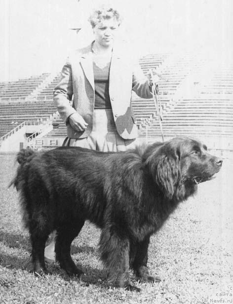 Фото: ньюфаундленд G Kyetti de Fat (Г Кэтти де Фат)