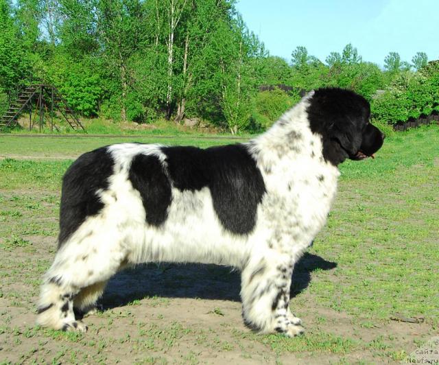 Фото: ньюфаундленд Deshabillez Moi de L'Iliade et L'Odyssee