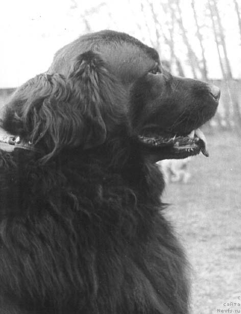 Фото: ньюфаундленд Flora Smoki Teyl (Флора Смоки Тейл)