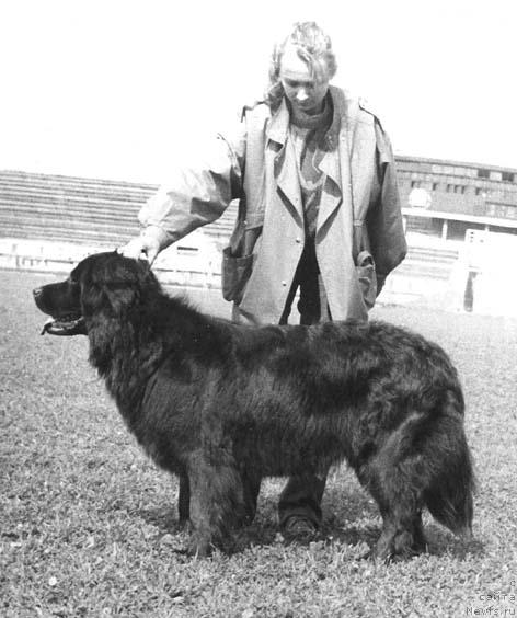 Фото: ньюфаундленд Flora Smoki Teyl (Флора Смоки Тейл)