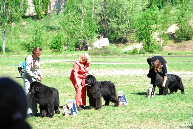 Фото: ньюфаундленд Borntobe Like Sam iz Volotova, ньюфаундленд Kloofbears My Dream for Sent Djons, ньюфаундленд Smigar Shalovlivy Medved (Смигар Шаловливый Медведь)