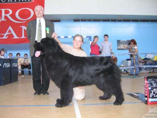 Фото: ньюфаундленд Egipetsky Pharaon iz Tihogo Omuta (Египетский Фараон из Тихого Омута)