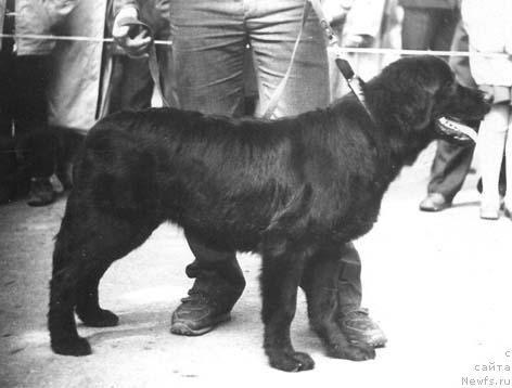 Фото: ньюфаундленд Magdella Vistar (Магделла Вистар)