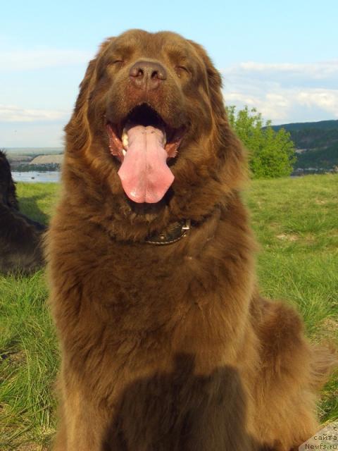 Фото: ньюфаундленд Lesnaya Skazka Izol'da (Лесная Сказка Изольда)