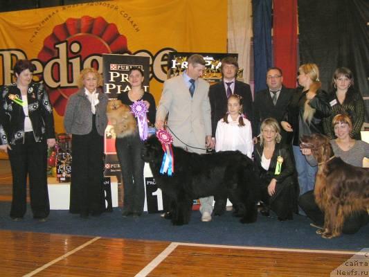 Фото: ньюфаундленд Ego Vysochestvo ot Sibirskogo Medvedja (Его Высочество от Сибирского Медведя), YUriy Rahtienko (Юрий Рахтиенко)