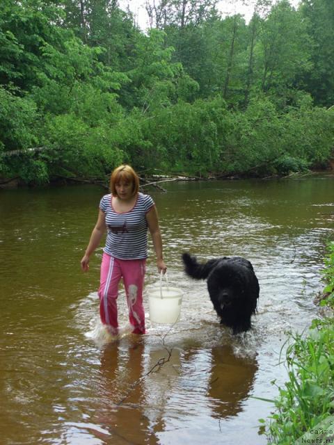 Фото: ньюфаундленд Andjel Viktorius (Анджел Викториус)