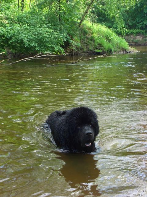 Фото: ньюфаундленд Andjel Viktorius (Анджел Викториус)
