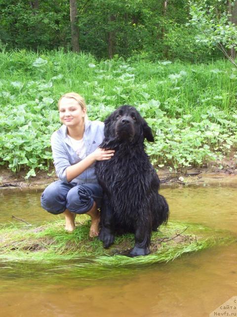 Фото: ньюфаундленд Lesnaya Skazka Lunnaya Sonata (Лесная Сказка Лунная Соната)