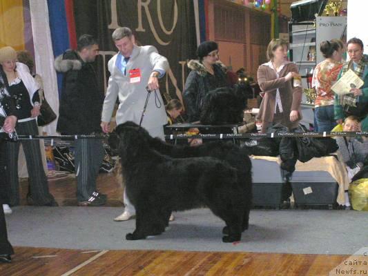 Фото: ньюфаундленд Ego Vysochestvo ot Sibirskogo Medvedja (Его Высочество от Сибирского Медведя), ньюфаундленд Chansi  iz  Medvejyego Yara (Чанси из Медвежьего Яра)