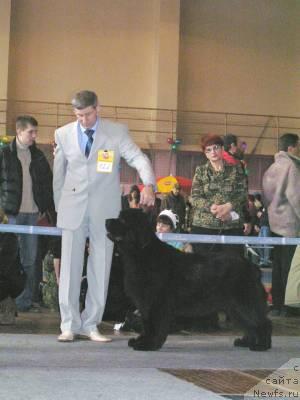 Фото: ньюфаундленд Chansi  iz  Medvejyego Yara (Чанси из Медвежьего Яра), YUriy Rahtienko (Юрий Рахтиенко)
