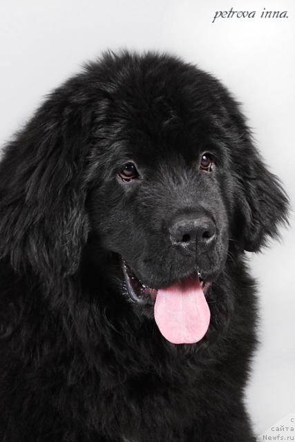 Фото: ньюфаундленд Face of an Angel Giant's Island