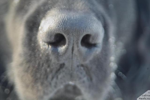 Фото: ньюфаундленд Grand CHerokki a lya Rus (Гранд Черокки а ля Рус)