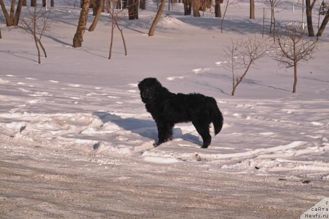 Фото: ньюфаундленд Grand CHerokki a lya Rus (Гранд Черокки а ля Рус)