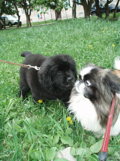 Фото: ньюфаундленд Formula Lyubvi ot Sibirskogo Medvedya (Формула Любви от Сибирского Медведя)