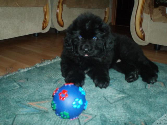 Фото: ньюфаундленд Formula Lyubvi ot Sibirskogo Medvedya (Формула Любви от Сибирского Медведя)