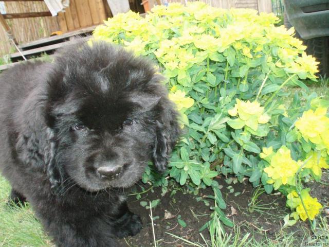 Фото: ньюфаундленд Formula Lyubvi ot Sibirskogo Medvedya (Формула Любви от Сибирского Медведя)