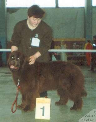 Фото: ньюфаундленд Lastochka iz Medvejyego Yara (Ласточка из Медвежьего Яра)