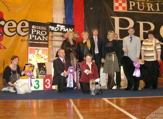 Фото: ньюфаундленд Ego Vysochestvo ot Sibirskogo Medvedja (Его Высочество от Сибирского Медведя), YUriy Rahtienko (Юрий Рахтиенко)