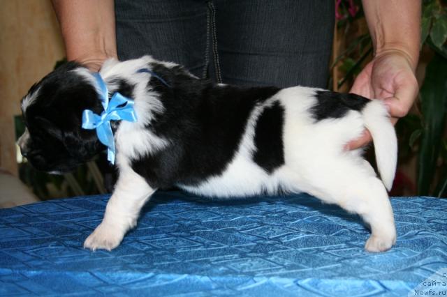 Фото: Питерньюф помет на П