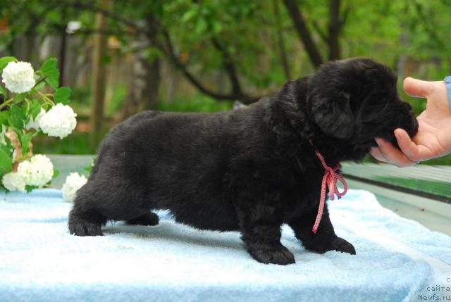 Фото: ньюфаундленд Sent Djons Sofia Dlia Kara Deniz (Сент Джонс София для Кара Дениз)