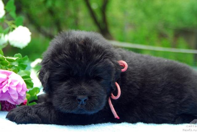 Фото: ньюфаундленд Sent Djons Sofia Dlia Kara Deniz (Сент Джонс София для Кара Дениз)