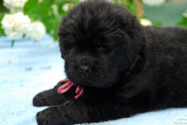 Фото: ньюфаундленд Sent Djons Sofia Dlia Kara Deniz (Сент Джонс София для Кара Дениз)