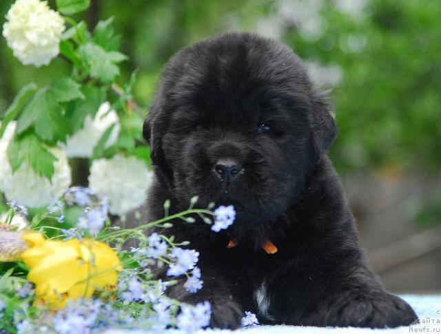 Фото: ньюфаундленд Sent Djons Sal'vador Dali (Сент Джонс Сальвадор Дали)