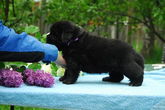 Фото: ньюфаундленд Sent Djons Seaman (Сент Джонс Сиамэн)