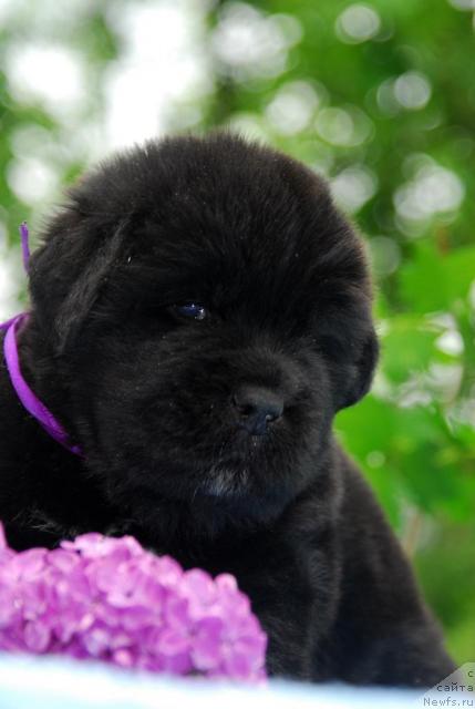 Фото: ньюфаундленд Sent Djons Seaman (Сент Джонс Сиамэн)