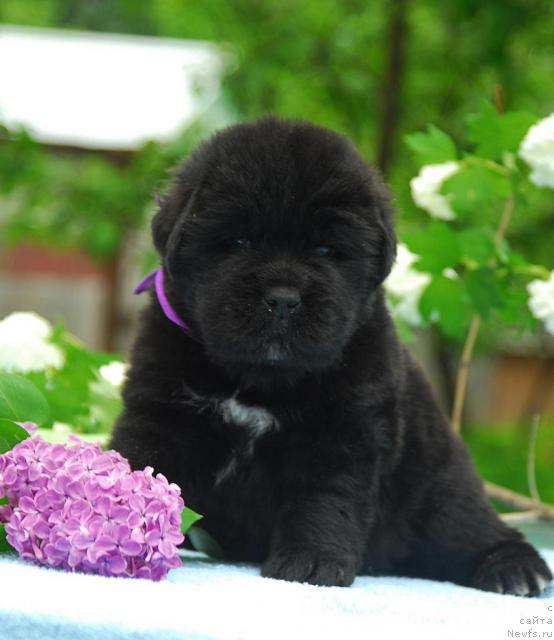 Фото: ньюфаундленд Sent Djons Seaman (Сент Джонс Сиамэн)