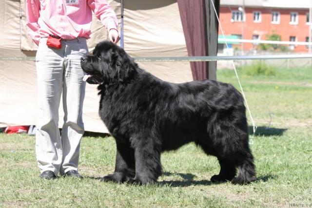 Фото: ньюфаундленд Smigar Ieremiya Ivent Magik (Смигар Иеремия Ивент Магик)